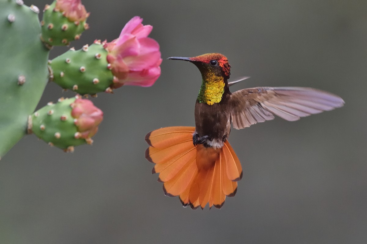 kolibřík červenohlavý - ML202213251
