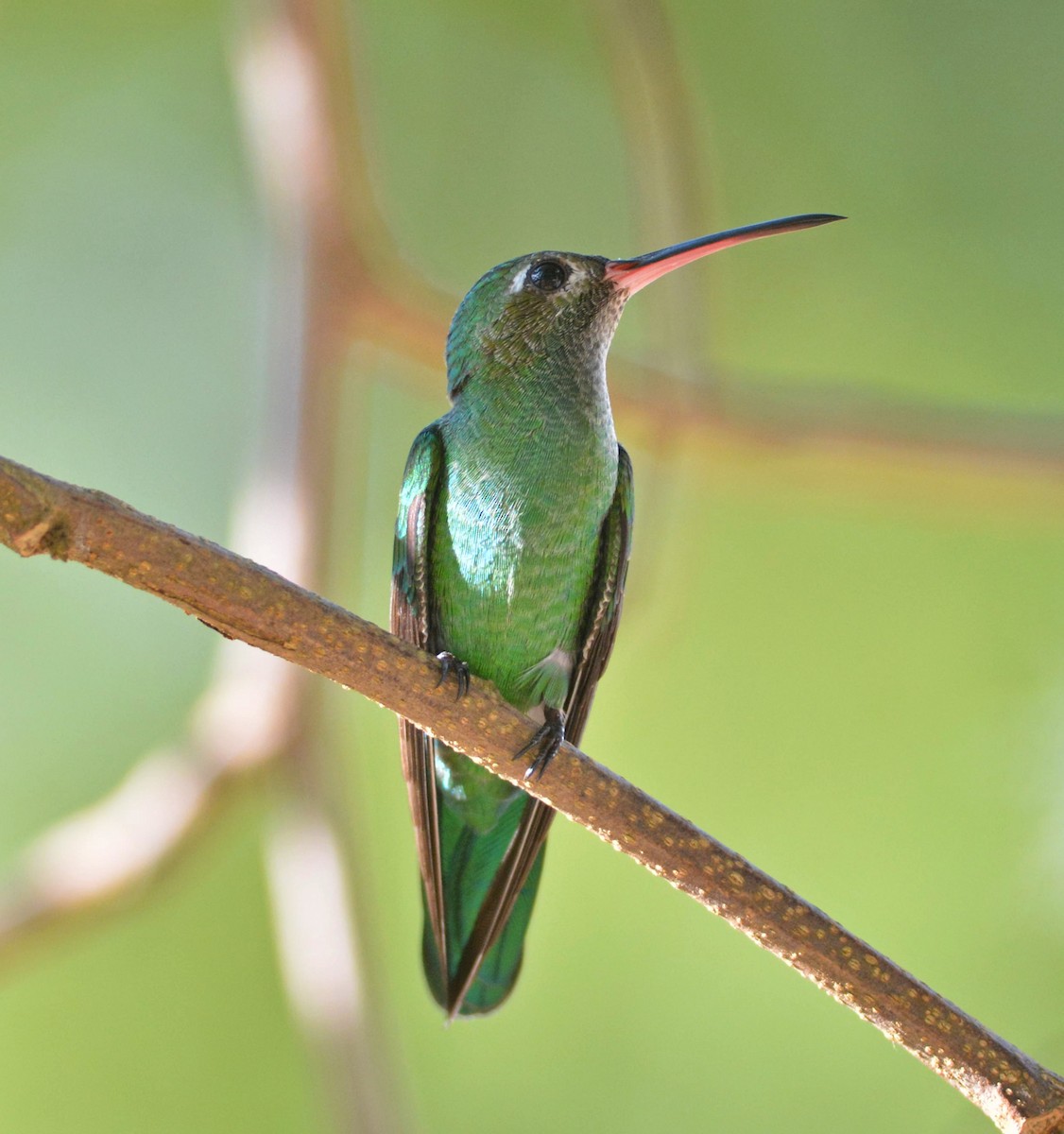 Green-tailed Goldenthroat - Anderson  Sandro