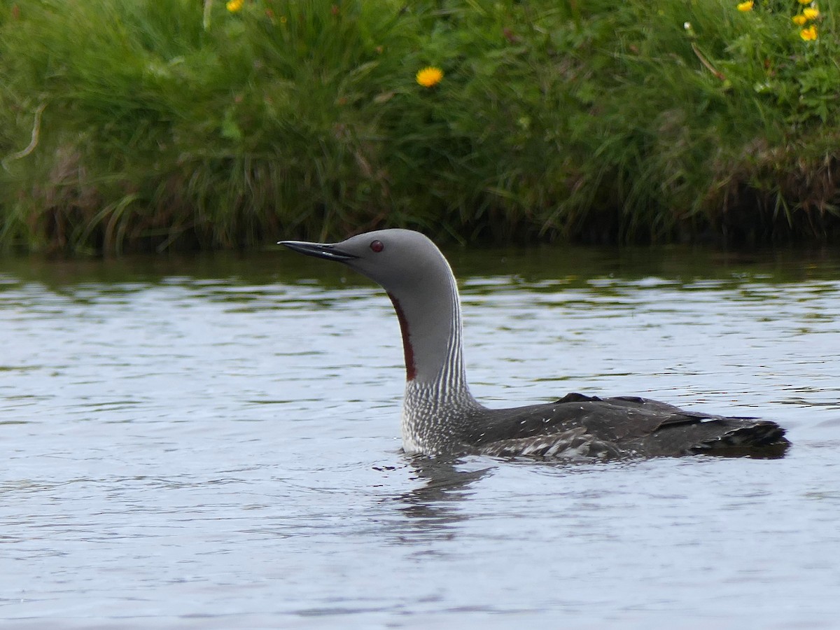 Red-throated Loon - ML202214381