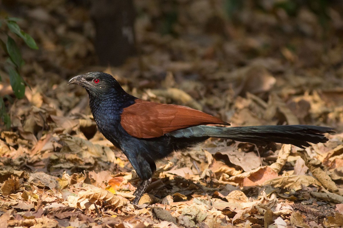 Greater Coucal - ML202214961