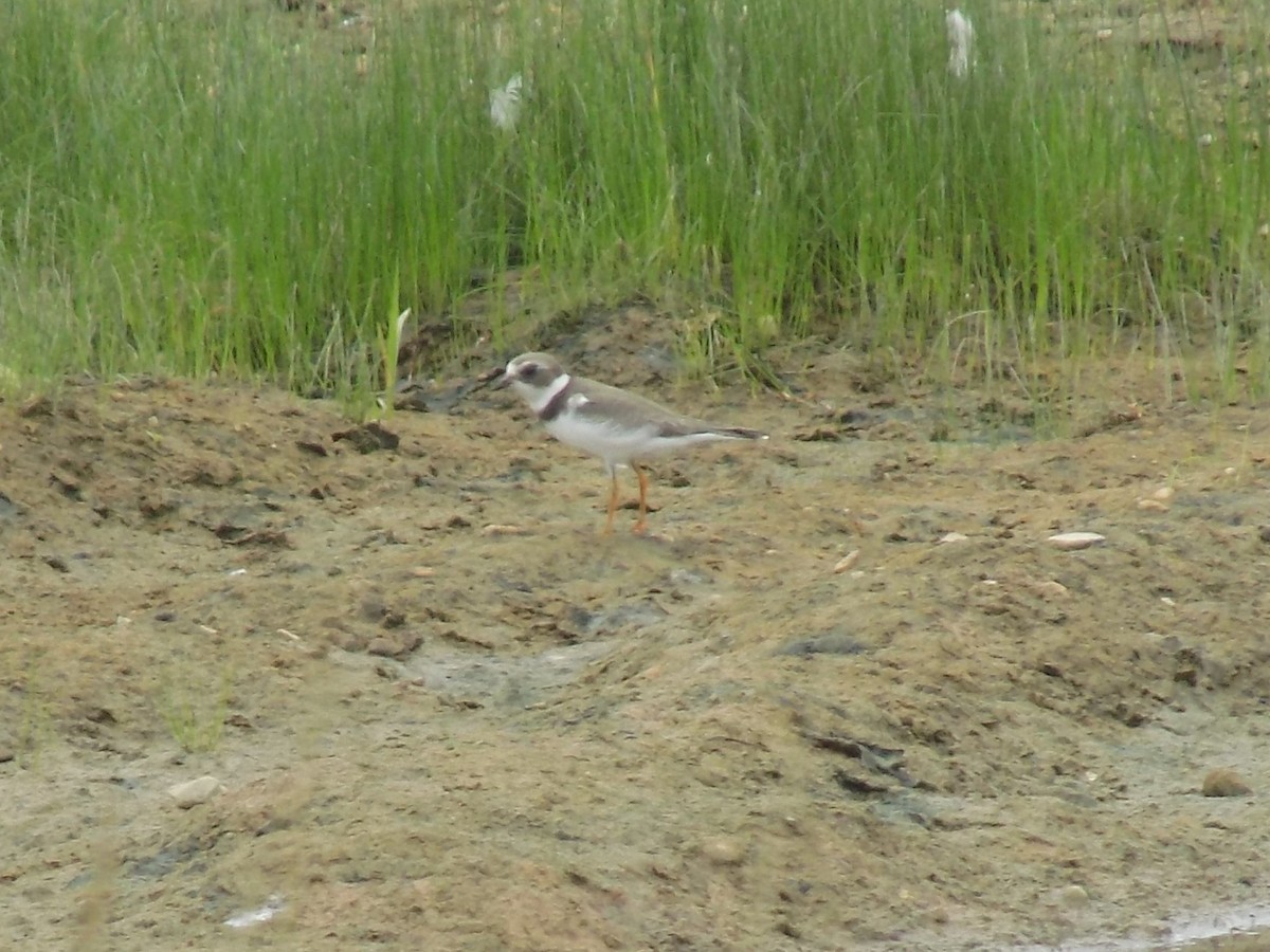 Semipalmated Plover - ML20221521