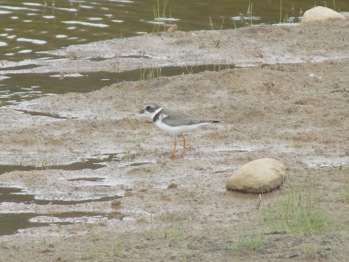 Semipalmated Plover - ML20221531