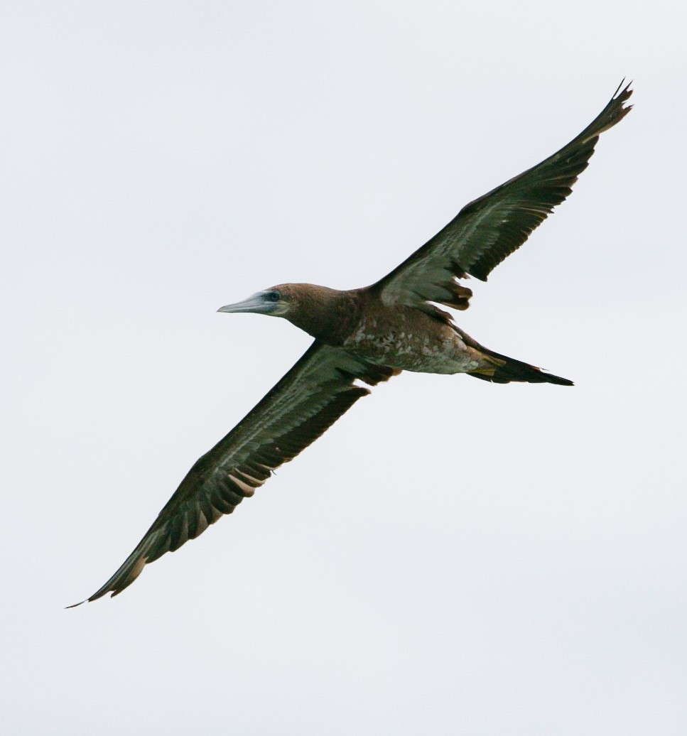 Brown Booby - ML202215521