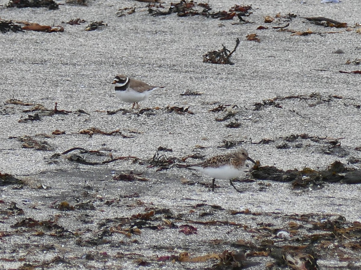 Common Ringed Plover - ML202215591