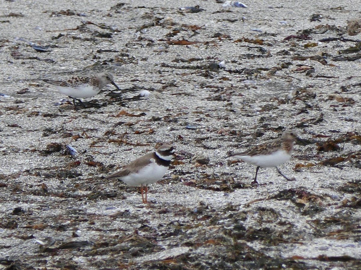 Common Ringed Plover - ML202215601