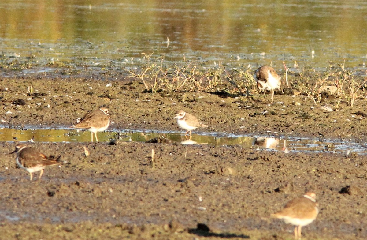 Semipalmated Plover - ML20221881