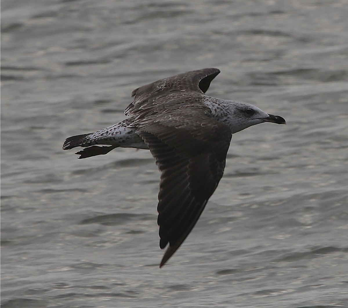 Lesser Black-backed Gull - Van Remsen