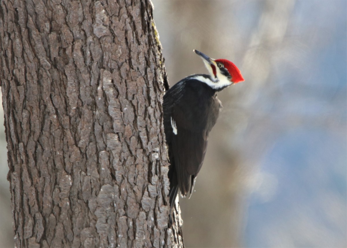 Pileated Woodpecker - Sandy C