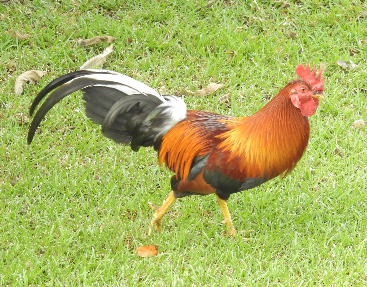 ML202225051 - Red Junglefowl (Domestic type) - Macaulay Library