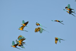  - Blue-throated Macaw