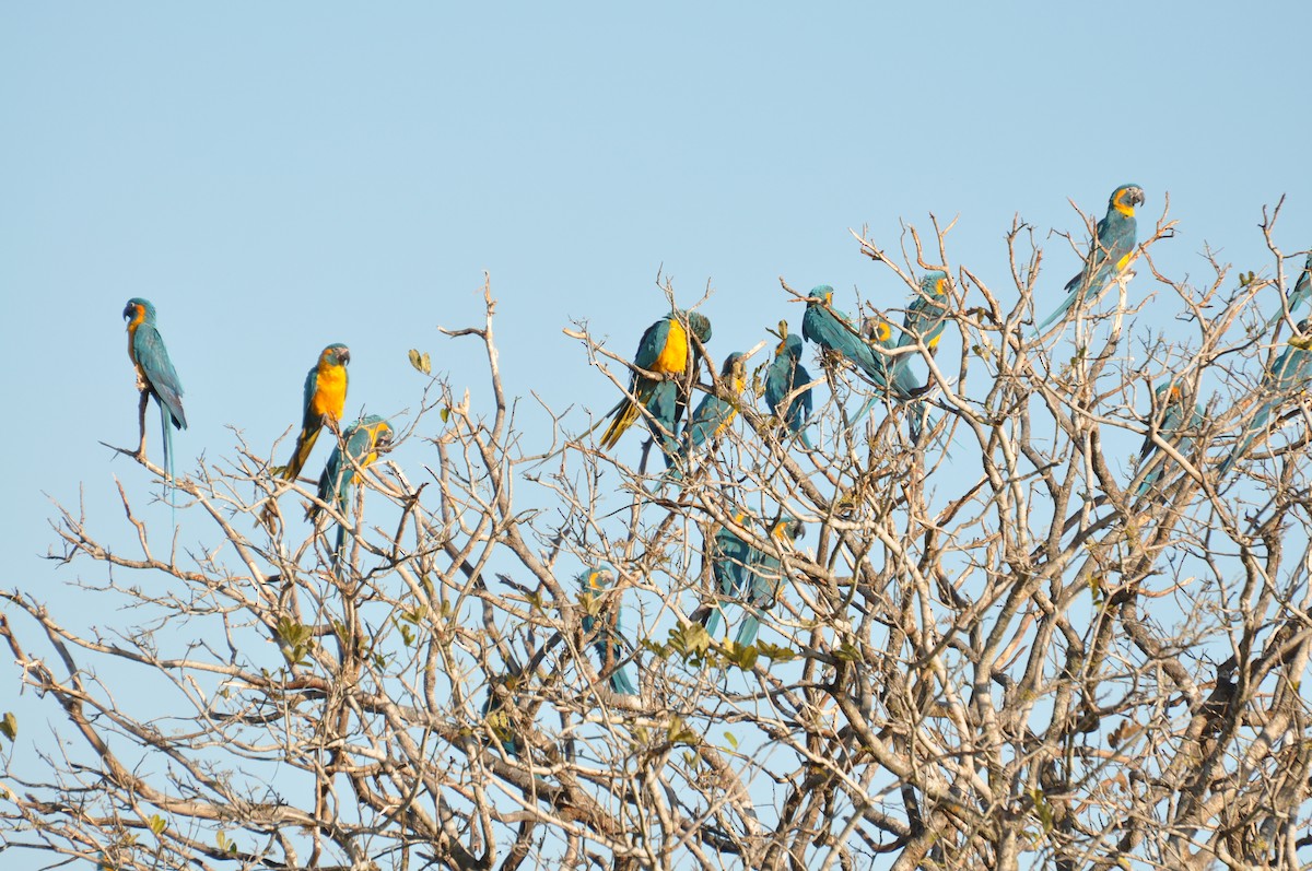 Blue-throated Macaw - Sebastian Herzog