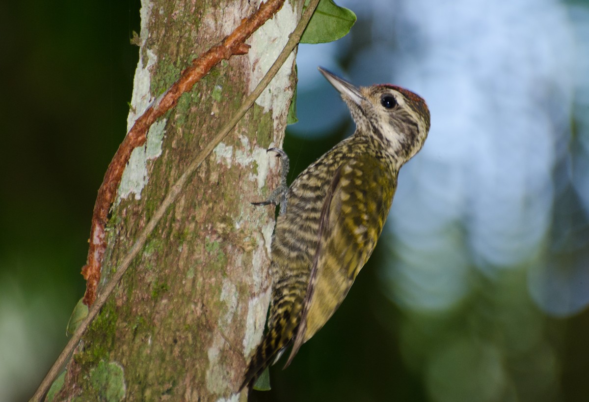White-spotted Woodpecker - Marcos Eugênio Birding Guide