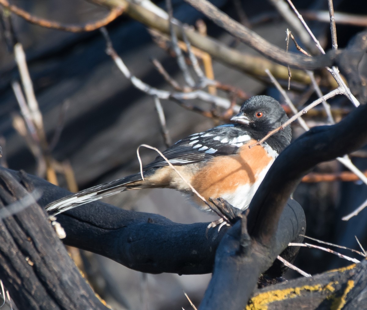 Spotted Towhee - ML202229961