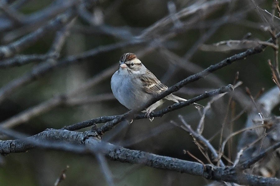 Chipping Sparrow - ML202231591