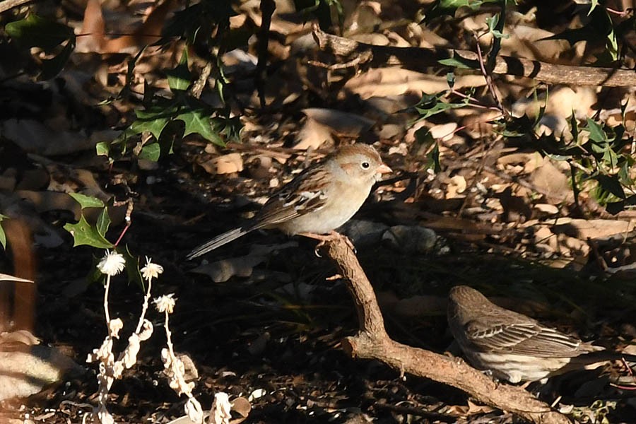 Field Sparrow - ML202231631
