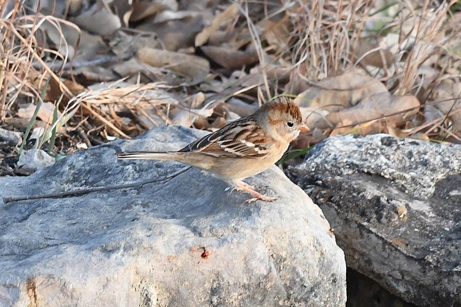 Field Sparrow - ML202231711