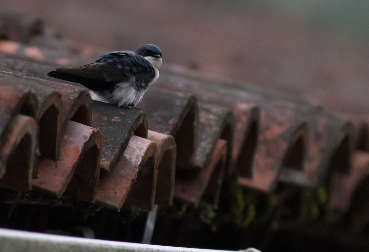 Blue-and-white Swallow (cyanoleuca) - ML202233231