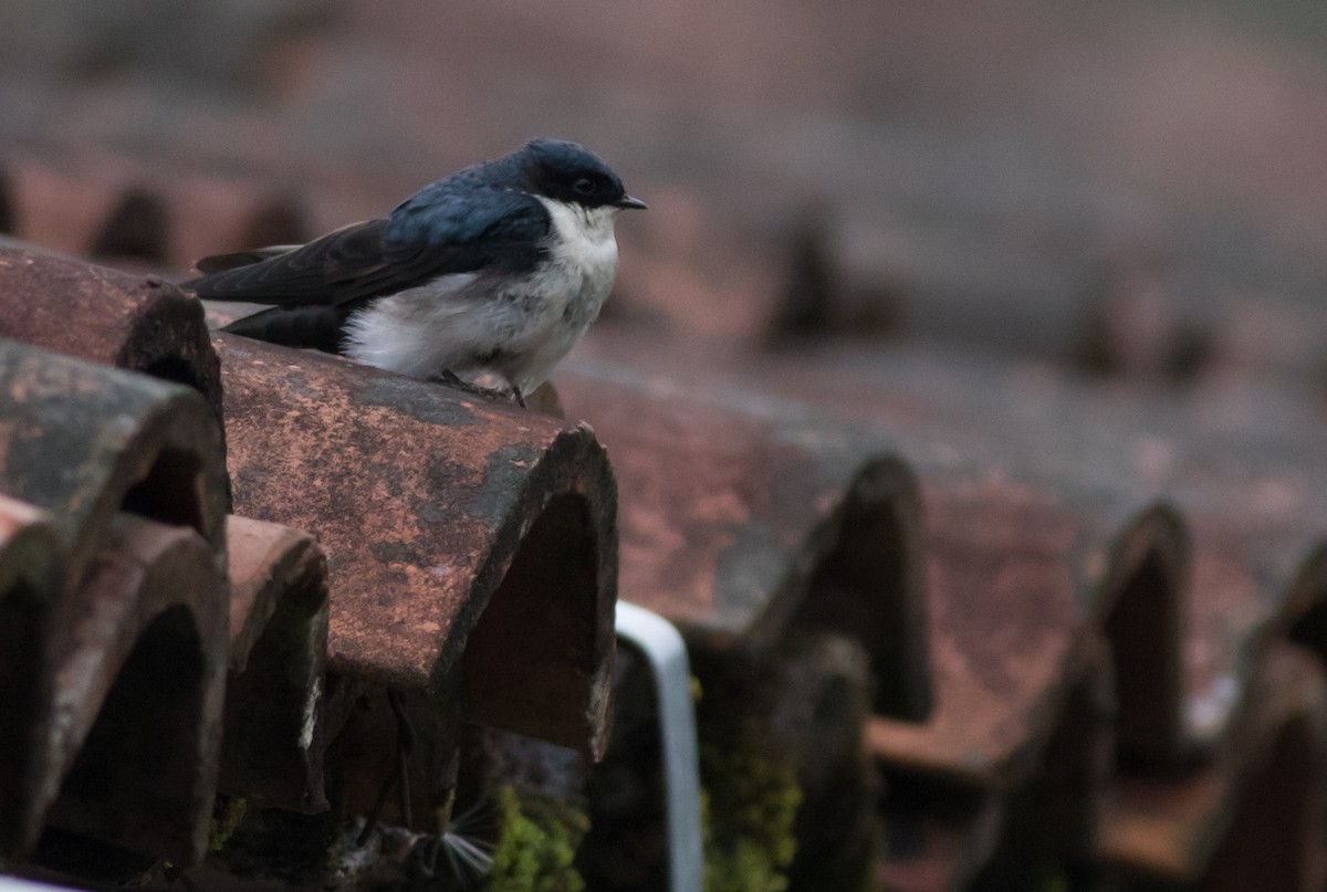 Blue-and-white Swallow (cyanoleuca) - ML202233241