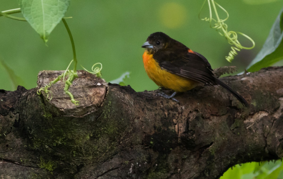 Flame-rumped Tanager (Flame-rumped) - ML202233341