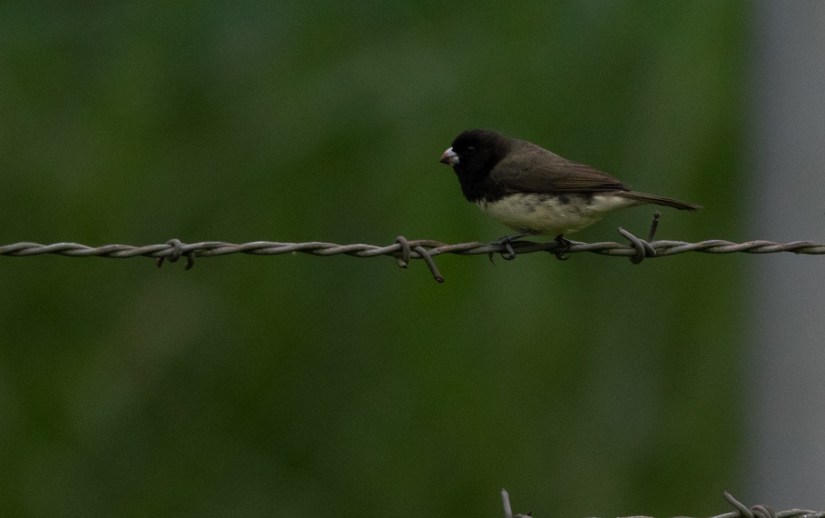 Yellow-bellied Seedeater - ML202233391