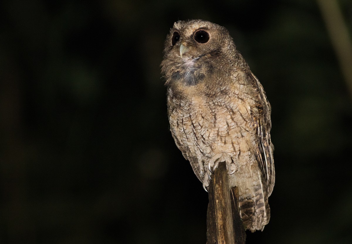 Rufescent Screech-Owl (Colombian) - Joachim Bertrands
