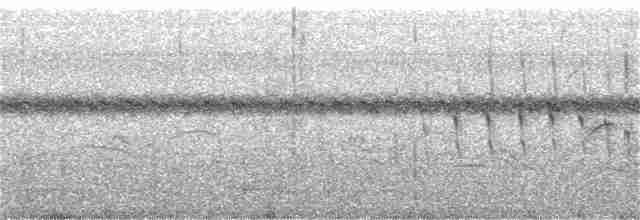 Curve-billed Reedhaunter - ML202236811