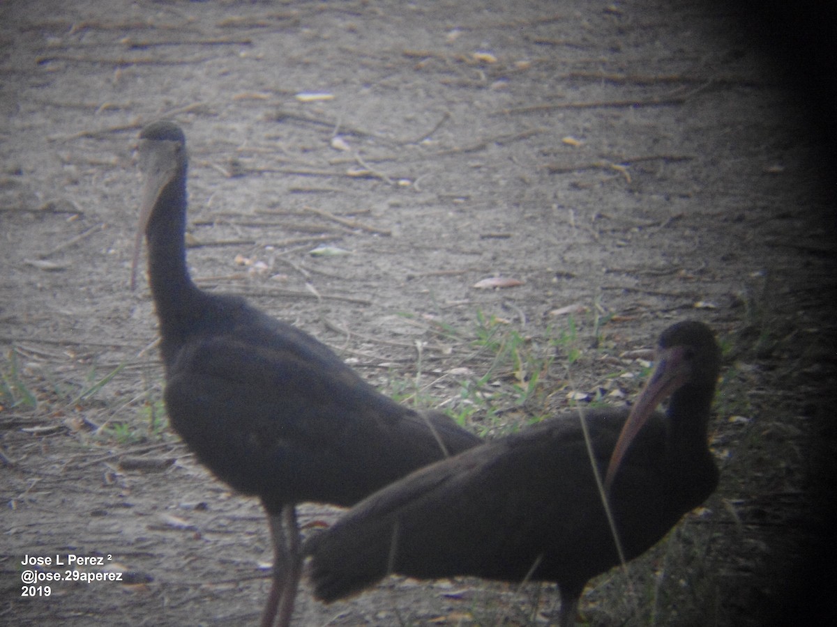 ibis tmavý - ML202237991