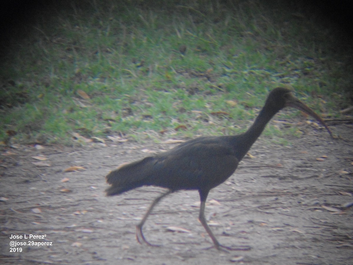 ibis tmavý - ML202238991