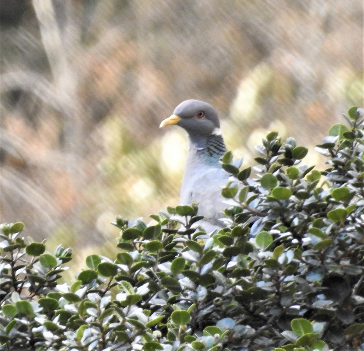 Band-tailed Pigeon - ML202240961
