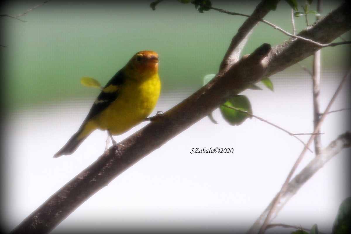 Western Tanager - ML202241531