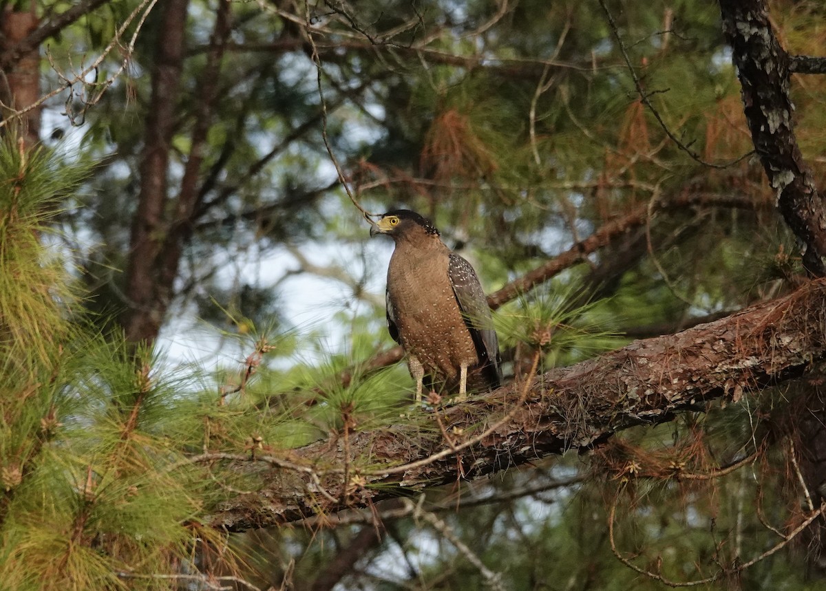 Crested Serpent-Eagle - ML202244751