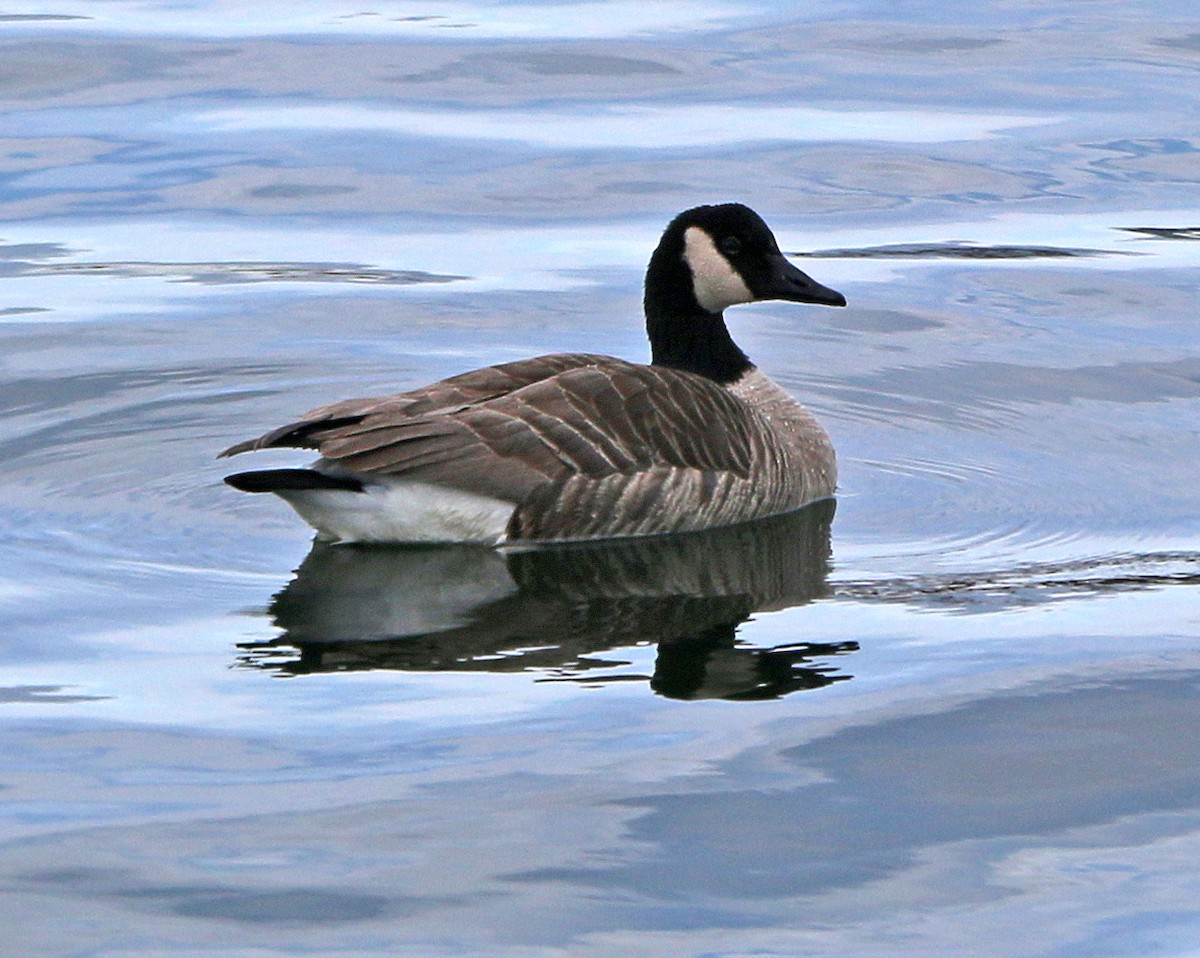 Canada Goose - Shilo McDonald