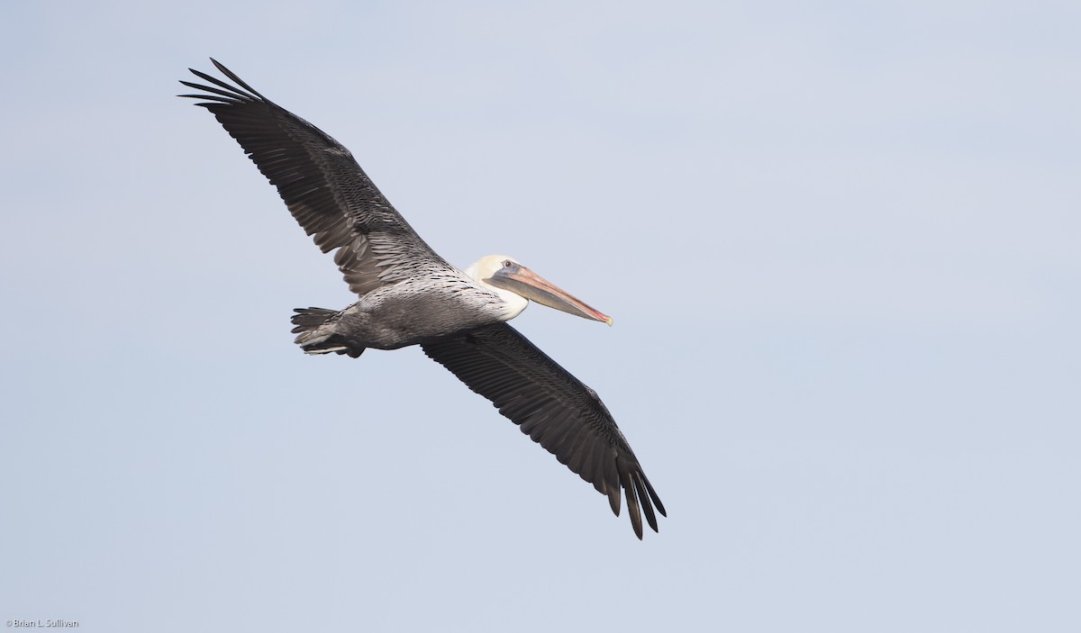 pelikán hnědý - ML20225091