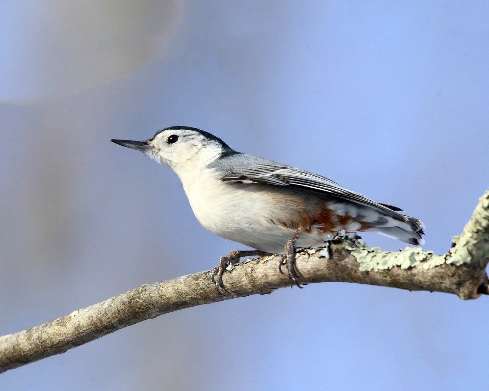 White-breasted Nuthatch - ML202252441