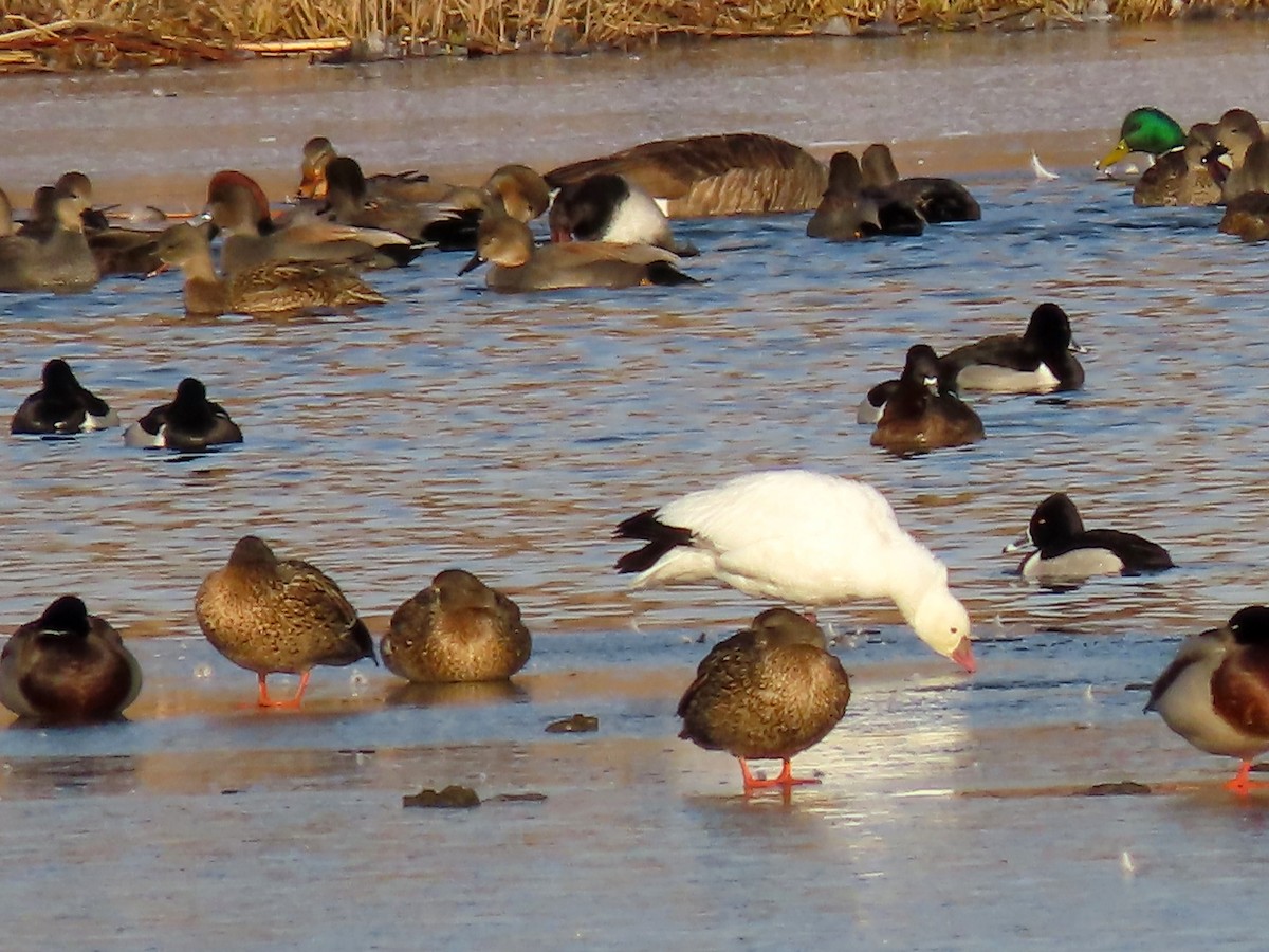 eBird Checklist - 22 Jan 2020 - Fernald Preserve (Hamilton Co.) - 1 species