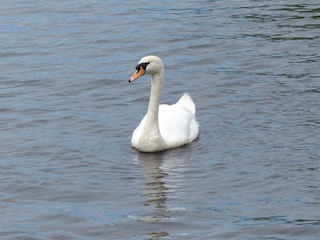 Mute Swan, ML202254891