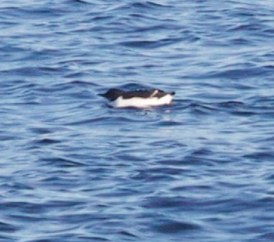 Thick-billed Murre - ML202255211