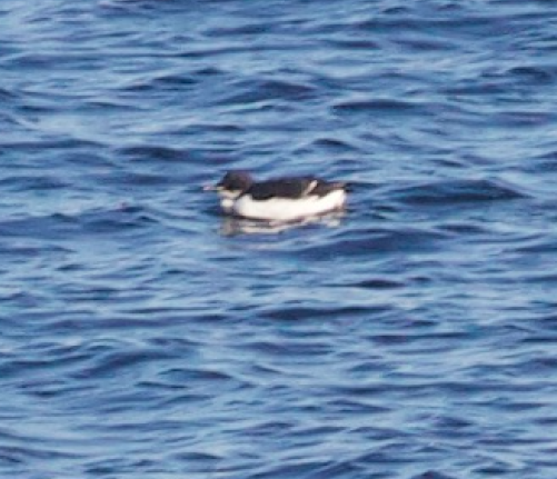 Thick-billed Murre - ML202255221