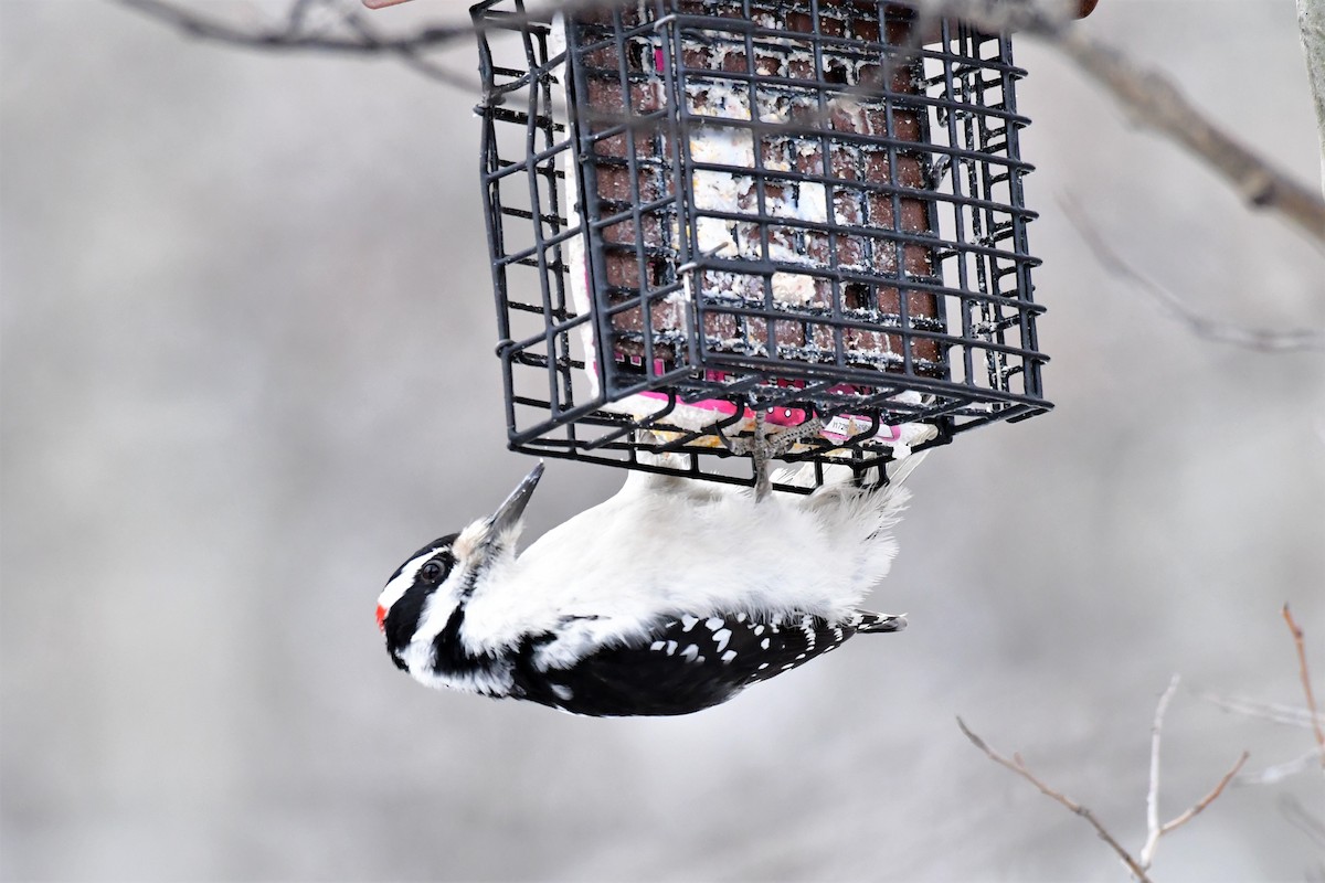 Hairy Woodpecker - ML202259331