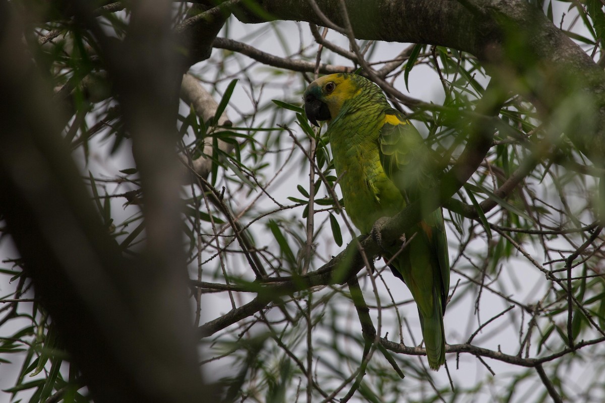 Turquoise-fronted Parrot - ML202264711