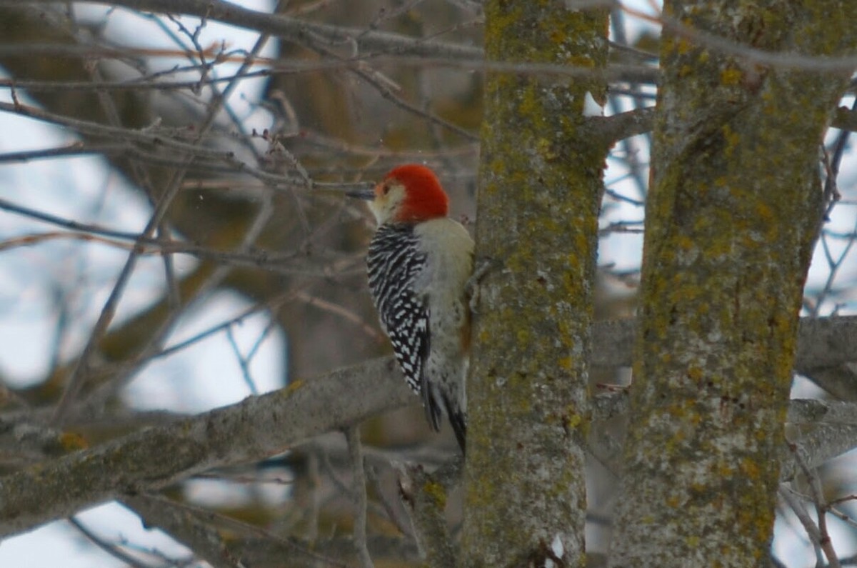 Red-bellied Woodpecker - ML202265761