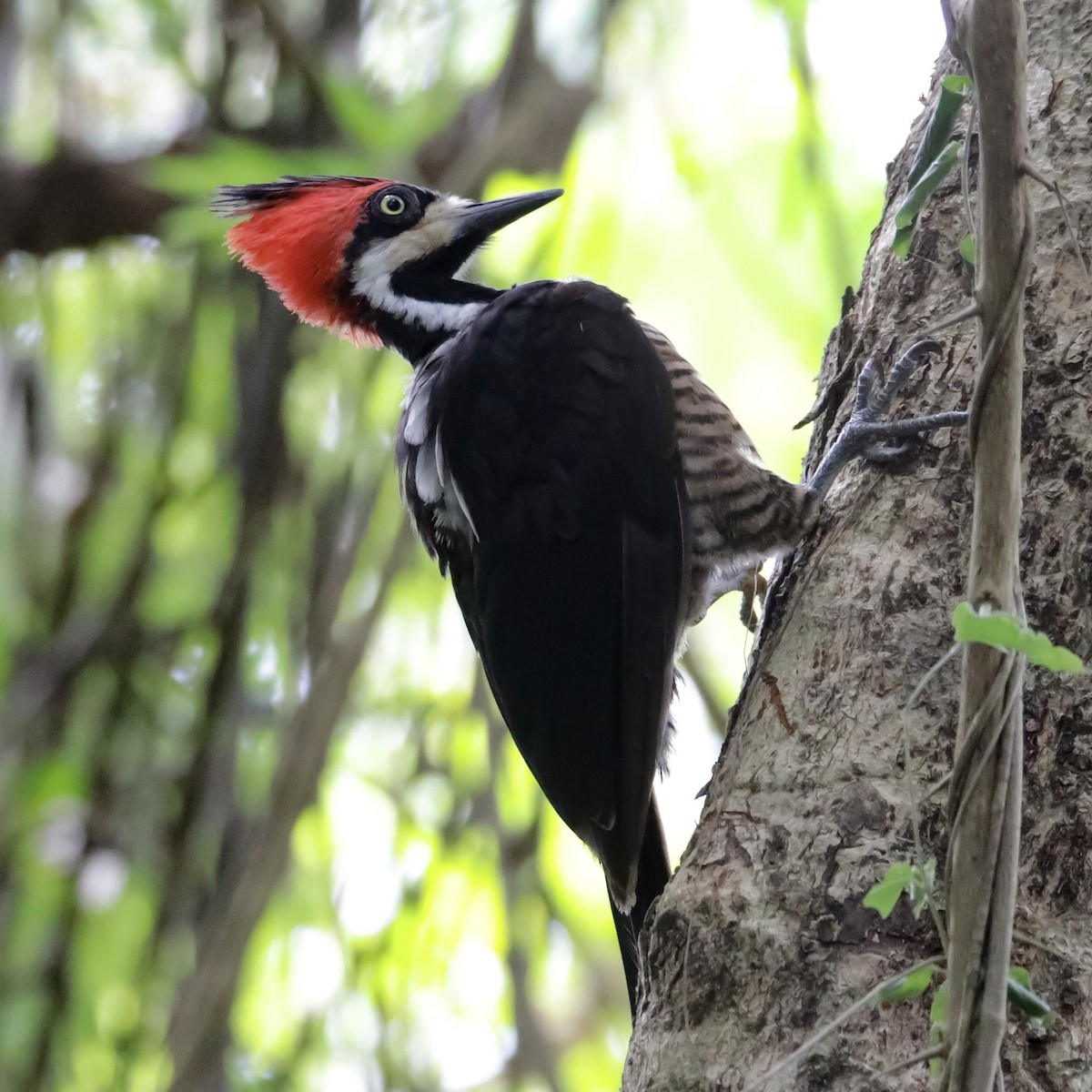 Crimson-crested Woodpecker - ML202267931