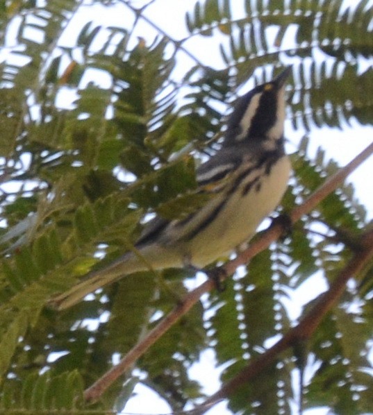 Black-throated Gray Warbler - ML202269001