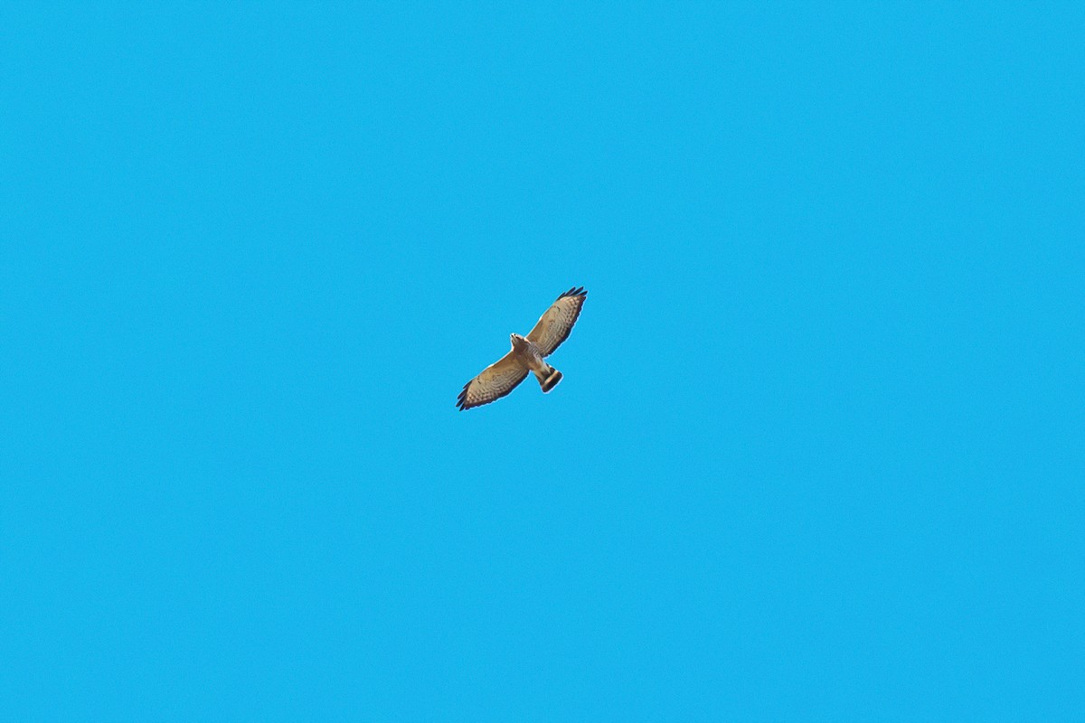Broad-winged Hawk - graichen & recer