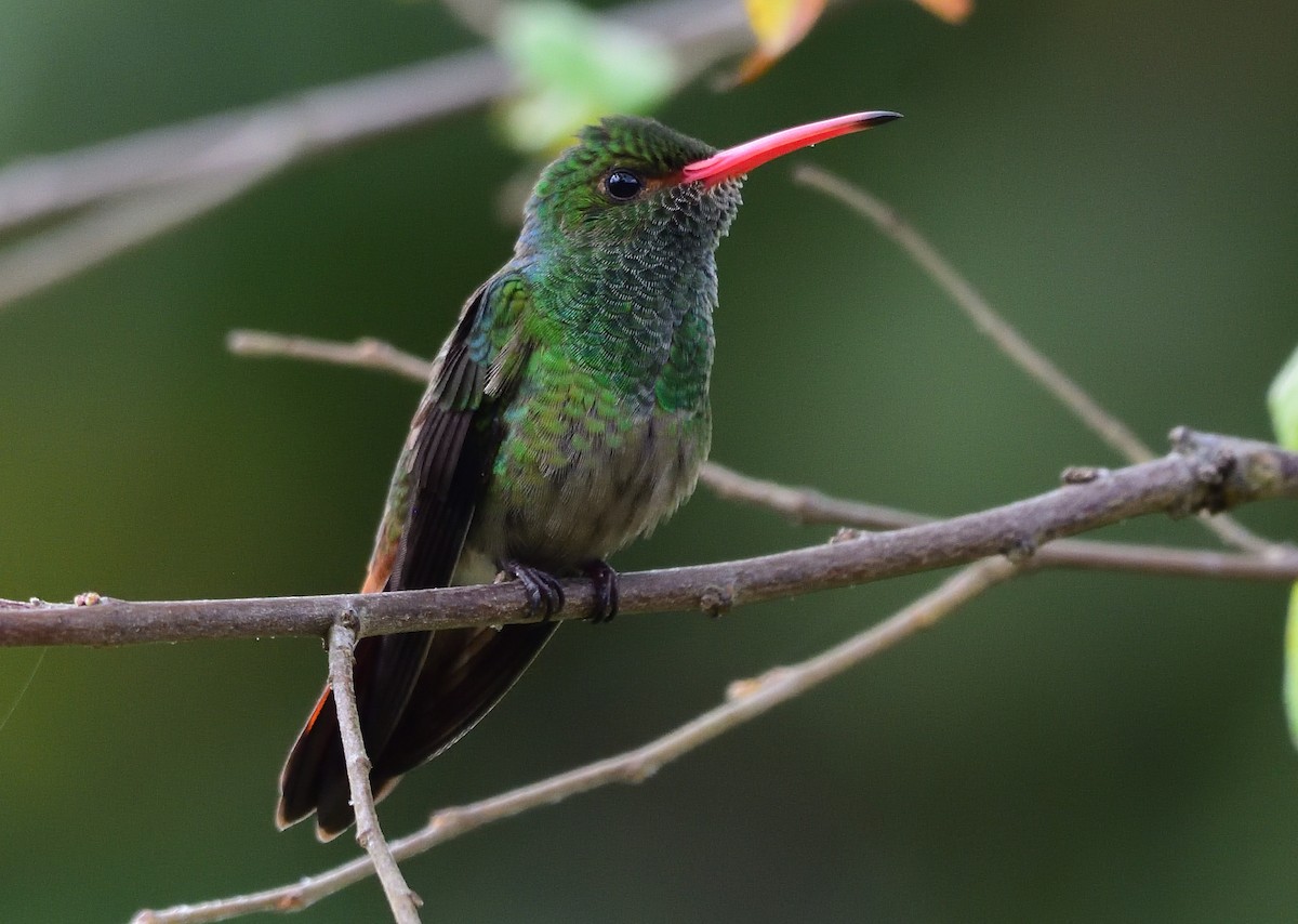 Rufous-tailed Hummingbird - Ad Konings