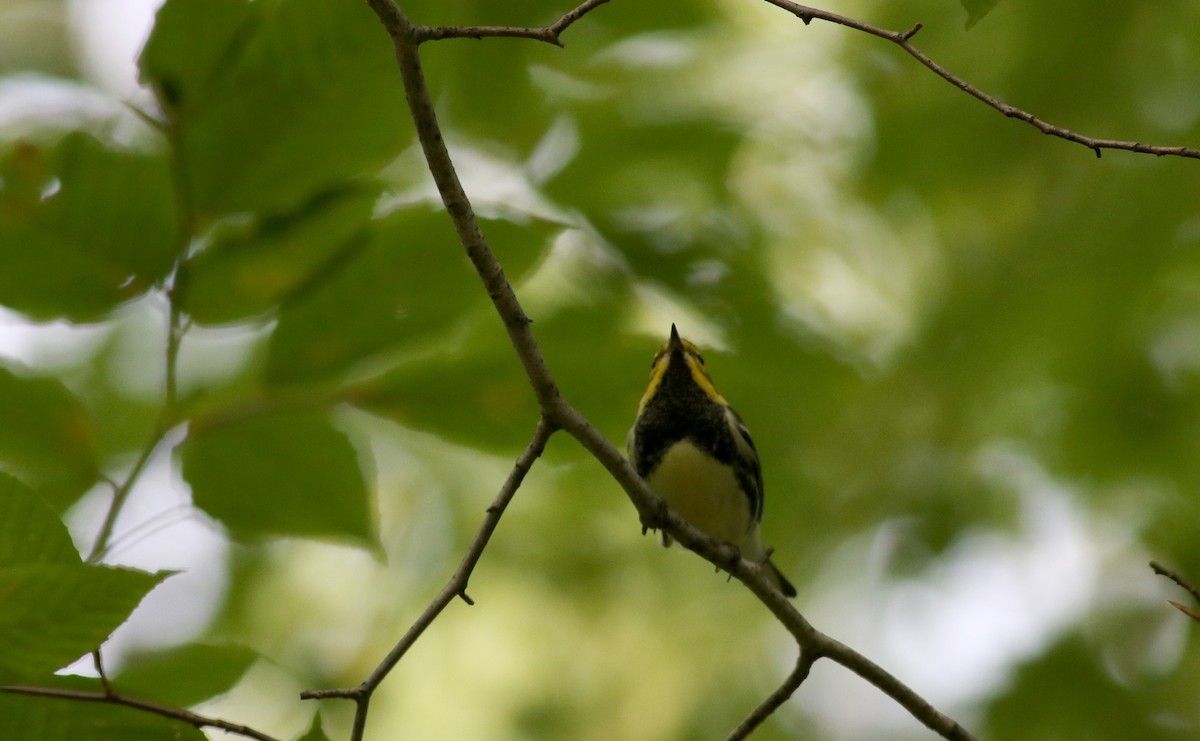 Black-throated Green Warbler - ML20227681