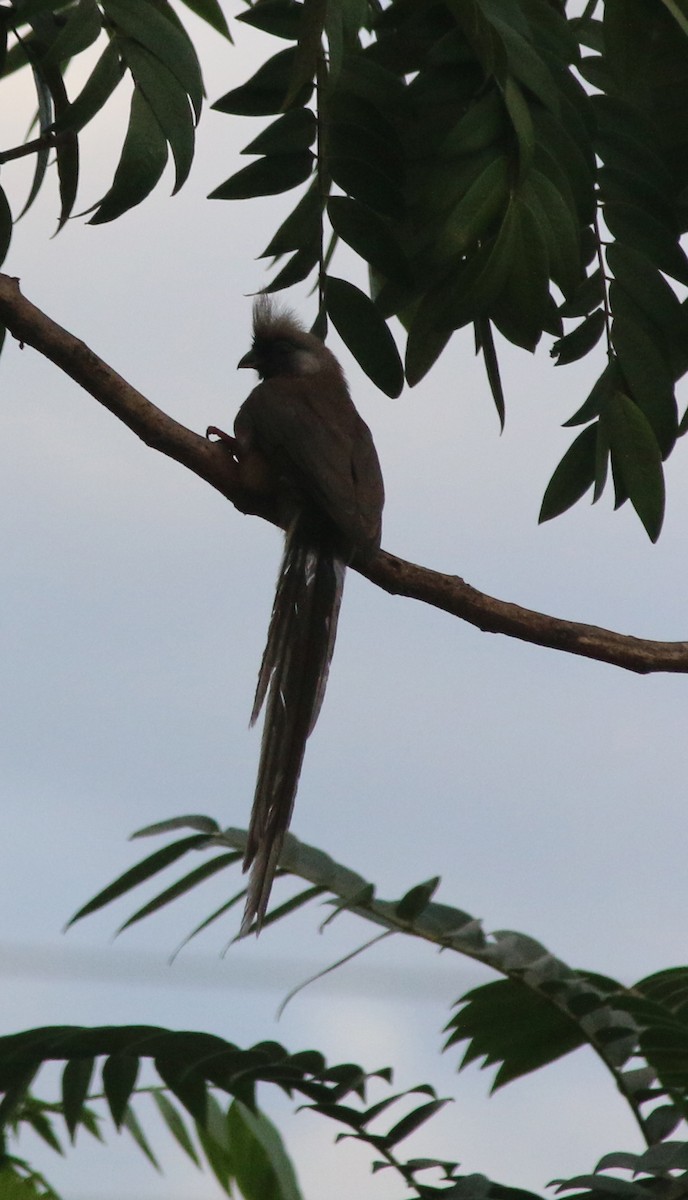 Speckled Mousebird - ML202277911
