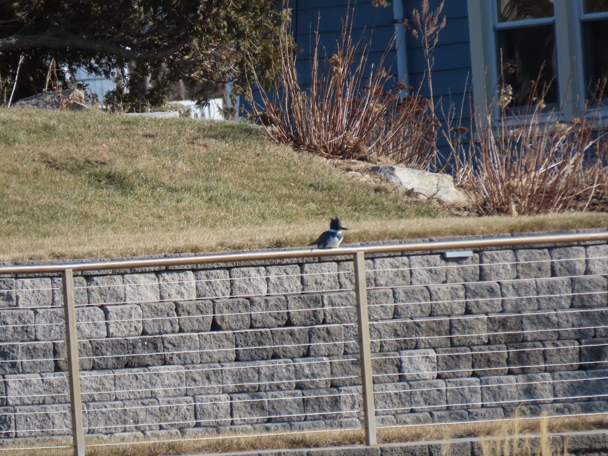 Belted Kingfisher - ML202280381