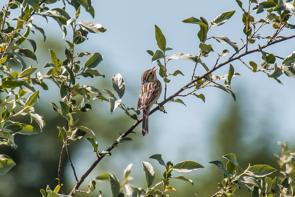 Clay-colored Sparrow - graichen & recer