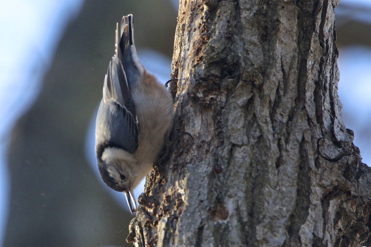 White-breasted Nuthatch - ML202281101